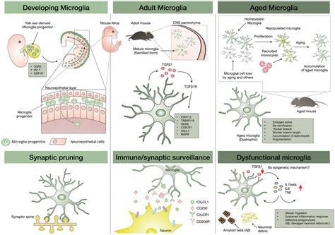 Frontiers Aged Microglia In Neurodegenerative Diseases Microglia