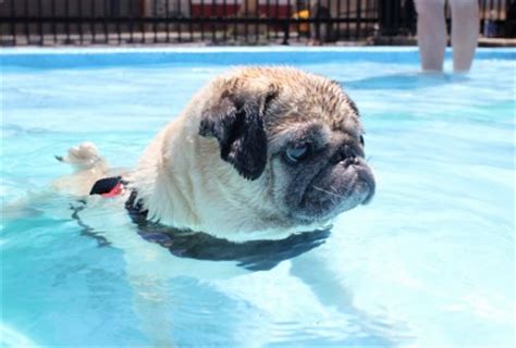 Watch full the camel boy online full hd. PUG SLOPE » Blog Archive » PUG POOL PARTY!