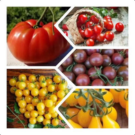 Amefurashi Paket Hemat 5 Jenis Benih Bibit Tomat Unik Manis Unik Langka