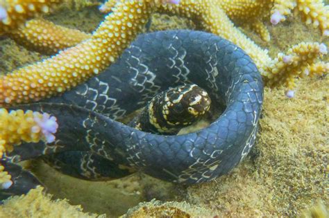 Snake, any of more than 3,400 species of reptiles distinguished by their limbless condition and greatly elongated body and tail. Pollution Is Turning Sea Snakes Black—for a Surprising Reason