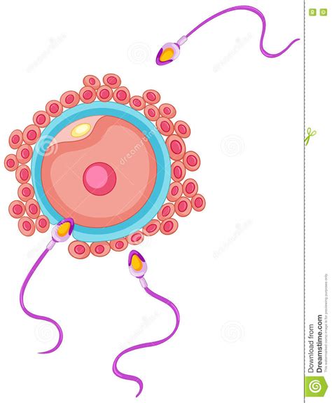 Fertilization Of Human Egg By Sperm Infographic Diagram Cartoon Vector