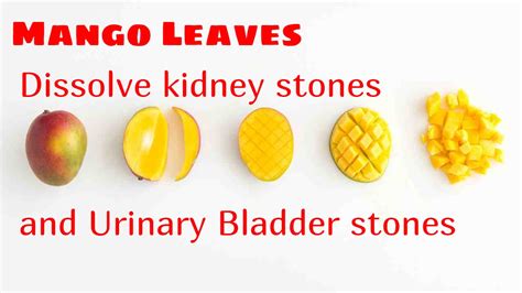 Mango Leaves Dissolve Kidney Stones And Urinary Bladder Stones Youtube