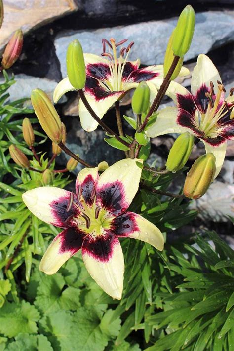 27 Of The Best Lily Varieties Gardeners Path