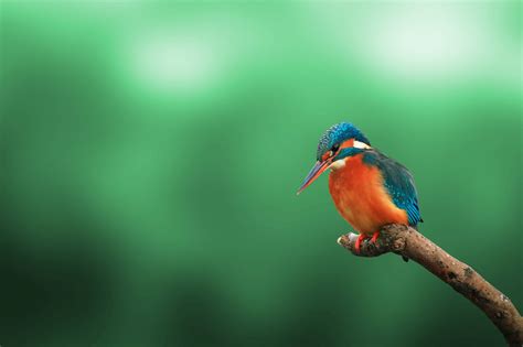 Green Season Safari: The Best Time for Wildlife Photography?