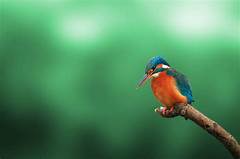 Witness The Magic Of Ntb Brook Rd Where Wildlife Flourishes And Birds Soar High