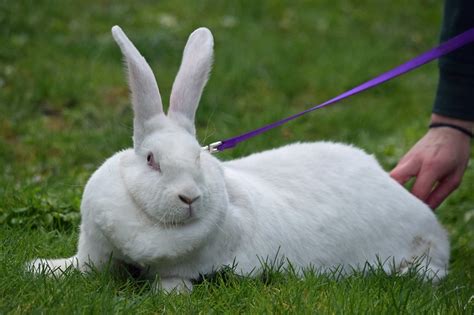 10 Largest Rabbit Breeds In The World With Pictures Pet Keen