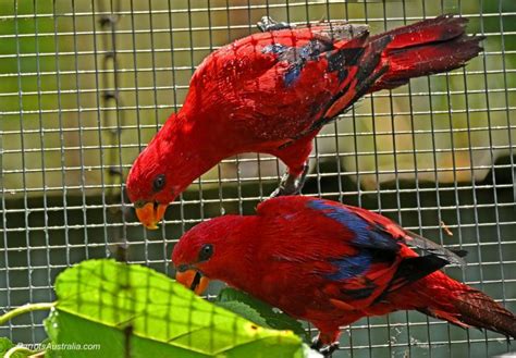 Bonded 14mth Moluccan Red Lory Pair For Sale