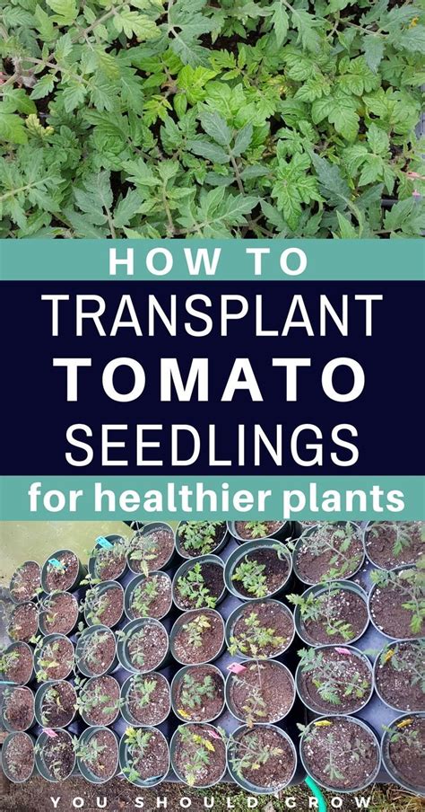 Growing Tomatoes Transplanting Tomato Seedlings Makes Healthier Plants