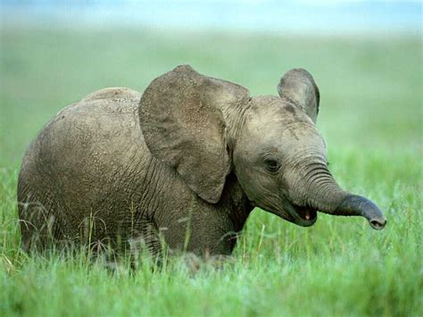 Los Elefantes Los Bebés Elefantes