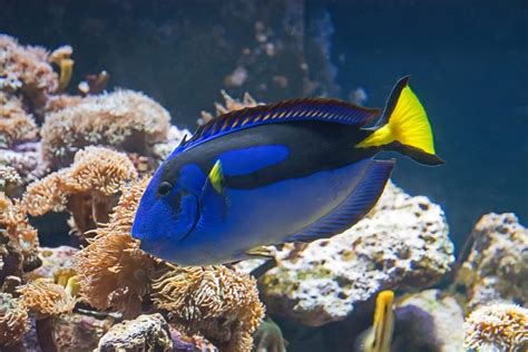Blue Tang Facts Diet And Habitat Information American Oceans