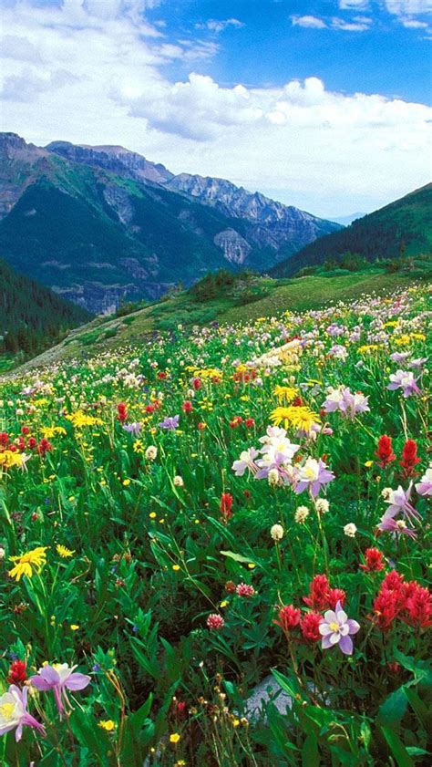 Flower Field In Mountains Scenic Colorado Wildflowers Scenery