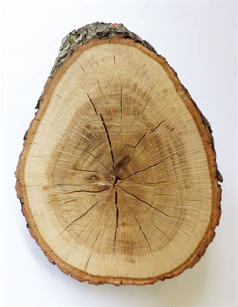 Free photos search by tree stumps keyword. DIY: Tree Stump Print