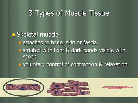 Ppt Three Types Of Muscle Tissue Powerpoint Presentation Free