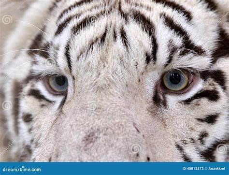 White Bengal Tiger Eyes Stock Photo Image 40012872