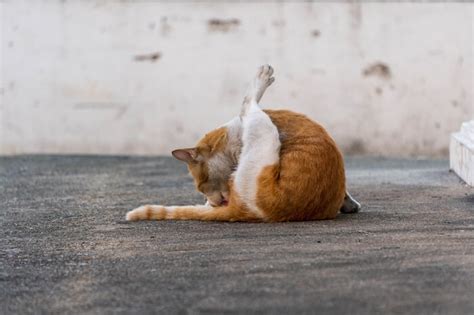 Cat Anal Gland Problems Causes Symptoms Treatment Cats Com