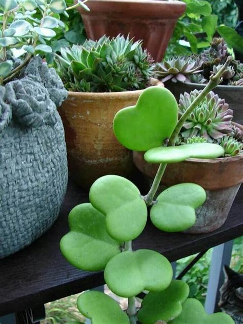 I saw my first hoya kerrii plant in a private garden in. Selling Hoya Kerrii (Sweetheart Plant / Valentine Hoya ...
