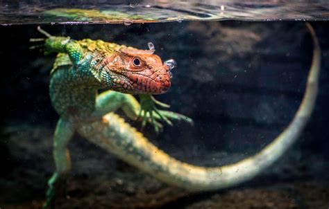 Can Reptiles Swim 9 Reptiles That Can Swim Like A Fish Reptile Craze