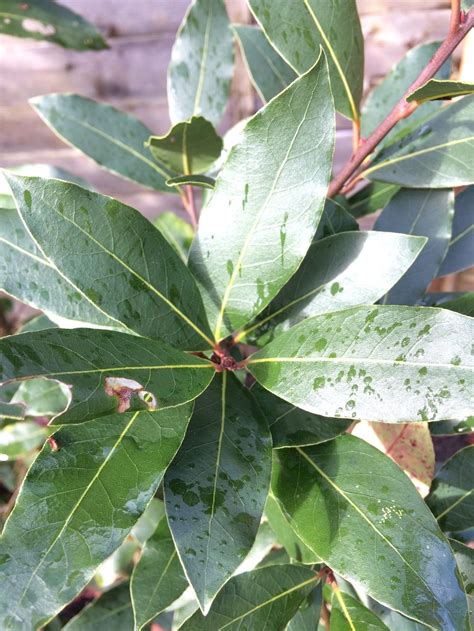 Plant Id Forum Is This A Bay Tree
