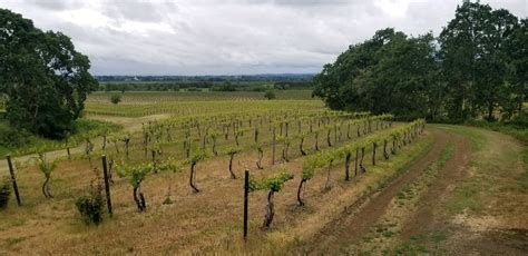Yamhill Valley Vineyards Northwest Vines