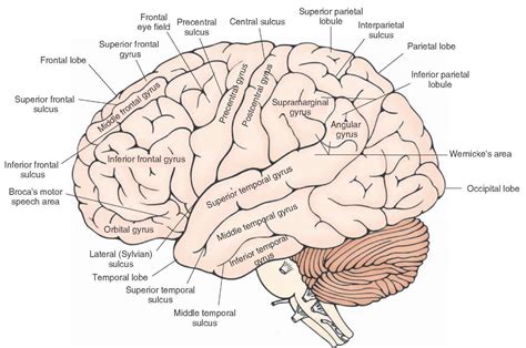 Lateral View Of The Cerebral Cortex Showing The Principal Gyri And