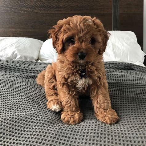 30 Hq Photos Mini Cavapoo Puppies Florida Calli Cavapoo Puppy For