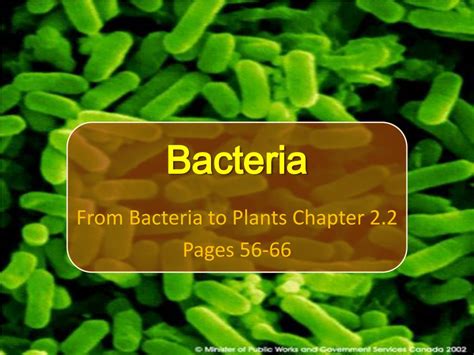 Ppt Bacteria Powerpoint Presentation Free Download Id2299880