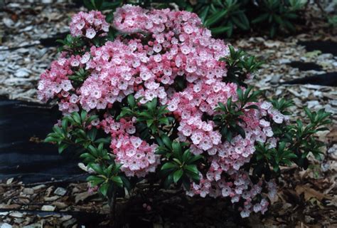 Mountain laurel was first recorded growing in the wild in 1624 and can be found on rocky ridges and mountainous forest areas as far south as the florida panhandle, as far north as southern quebec, and as far west as indiana and louisiana. Landscape Planning - laurellandscaping.com