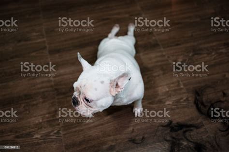 White Puppy French Bulldog Body Stretching Stock Photo Download Image