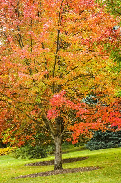Top 10 Fast Growing Trees Birds And Blooms Magazine
