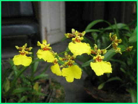 Paling Keren 15+ Gambar Anggrek Oncidium - Gambar Bunga HD