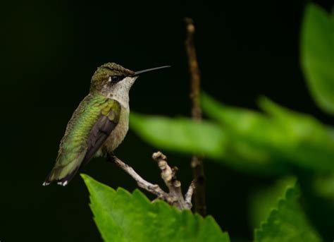 Rescued This Female Ruby Throated Hummingbird Loves Our Hibiscus And
