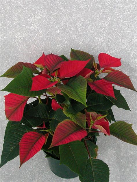 Freedom Red 2004 Height Control Poinsettia Cultivation Commercial Floriculture
