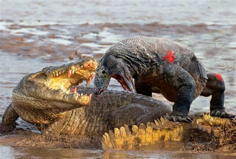 Meet The Worlds 10 Most Dangerous Animals You Dont Know