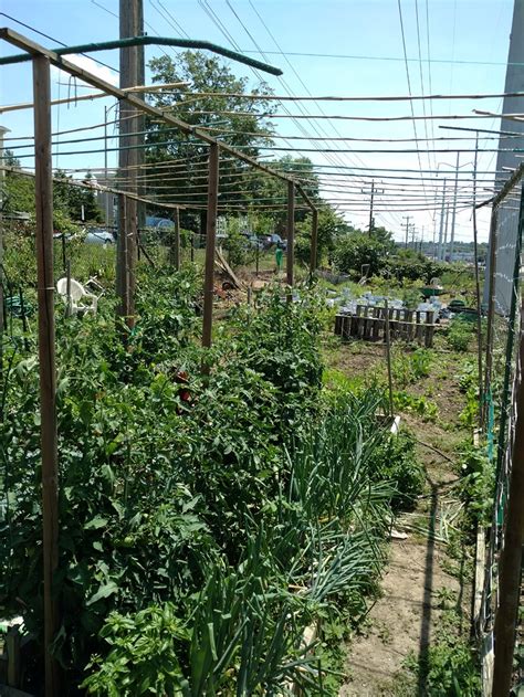 Jul 05, 2021 · how to use tomato cages. Anyone use homemade tomato cages? - General Gardening ...