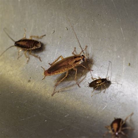 Top Tips To Keep German Cockroaches Out Of Your Home Mb Sc The Pest