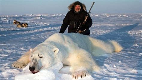 Petition · Stop Polar Bear Trophy Hunting In Canada Before They Go