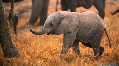 Baby Elephant Wallpapers - Wallpaper Cave
