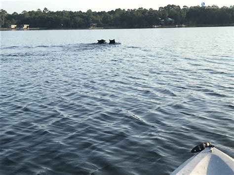 Video Two Bears Caught Swimming Along Navarres Shoreline Wear