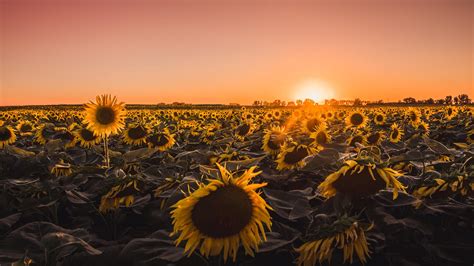Feel free to send us your own wallpaper and we will consider adding it to appropriate category. 2048x1152 Sunflowers Farm Golden Hour 5k 2048x1152 Resolution HD 4k Wallpapers, Images ...