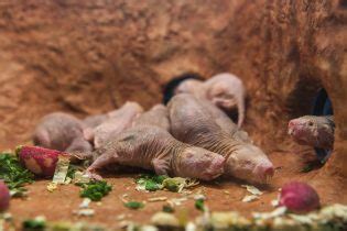 Smithsonian Insider Naked Mole Rat Smithsonian Insider