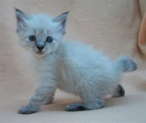 Enter a location to see results close by. Precious Manx ( Bobtail ) Female Kitten - part Himalayan ...