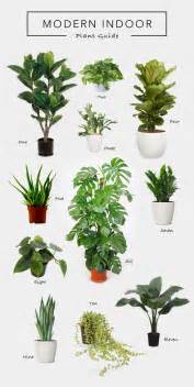 Modern Indoor Plant Guide Plants Hanging Plants Indoor Plants