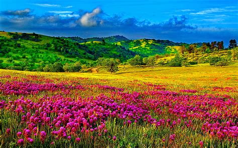 Hd Wallpaper Meadow With Purple Flowers Hills With Trees And Green