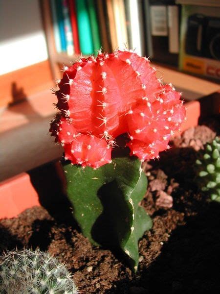 You are at:home»archive for green ball cactus. Gymnocalycium mihanovichii hibotan | Green cactus, Red ...