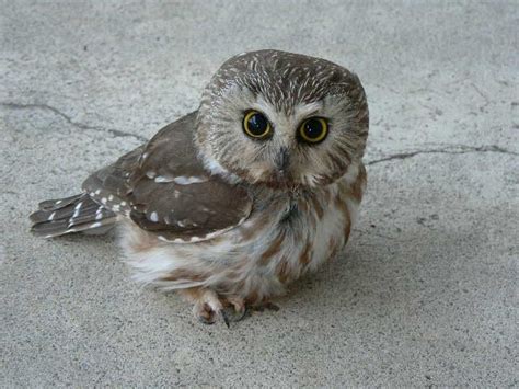 Cute Baby Owl Hehe Aww Pinterest