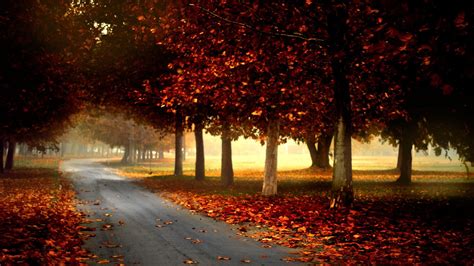 Road Between Red Leaf Trees During Daytime Hd Wallpaper Wallpaper Flare