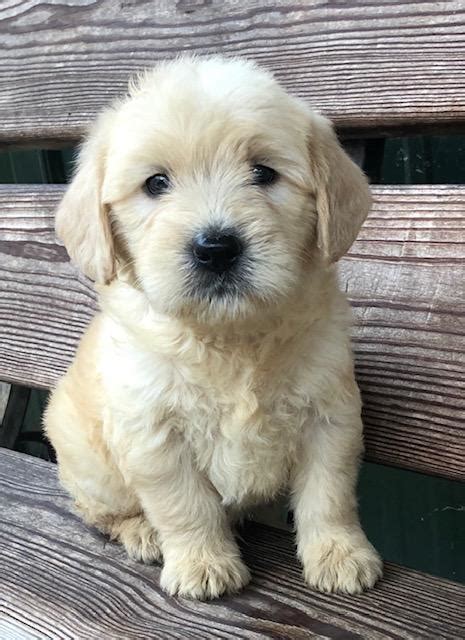 They have very calm personalities, and enjoy. Puppies for sale - Goldendoodle, Miniature Goldendoodles - ##f_category## in Springville, Alabama