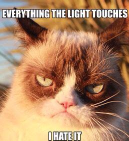 Image 318510 simba everything the light touches is. EVERYTHING THE LIGHT TOUCHES-Grumpy Cat Meme | Grumpy cat, Grump cat, Funny thanksgiving memes