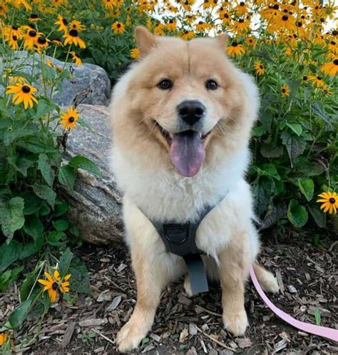 A List Of The Best And Cutest Chow Chow Mixes You Should Know K9 Web