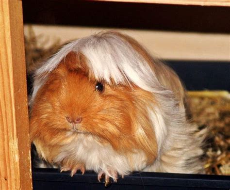 Peruvian Guinea Pig Info Pictures Personality And Traits Pet Keen